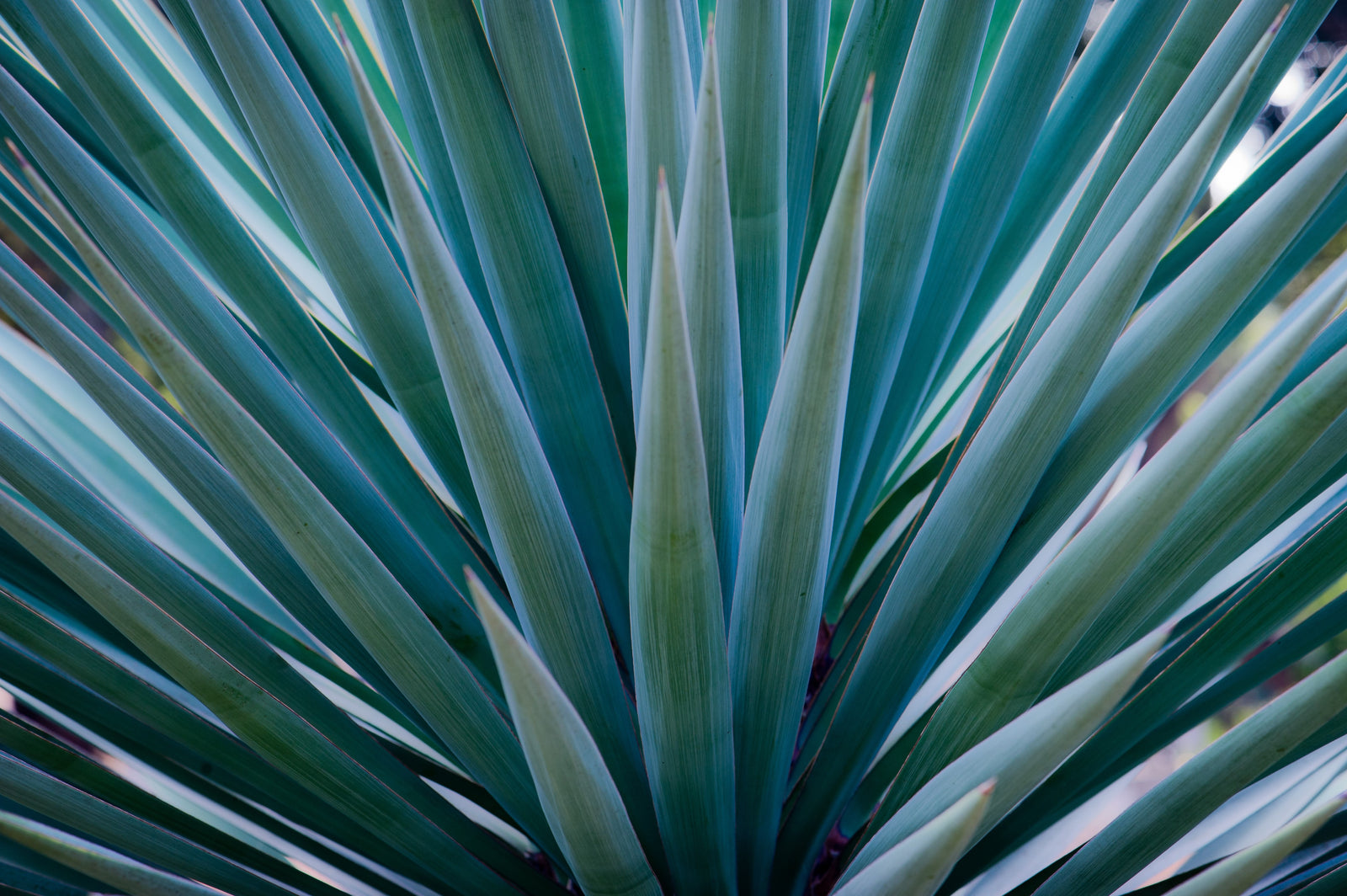 Agave Stem Cells in Skincare for Men