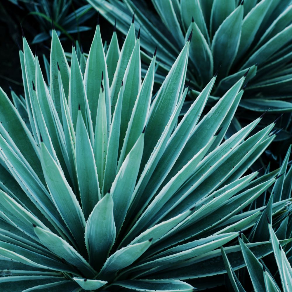 About Us Agave Black